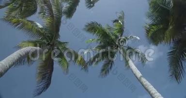 旋转运动抬头望着棕榈树，在风中留下沙沙声